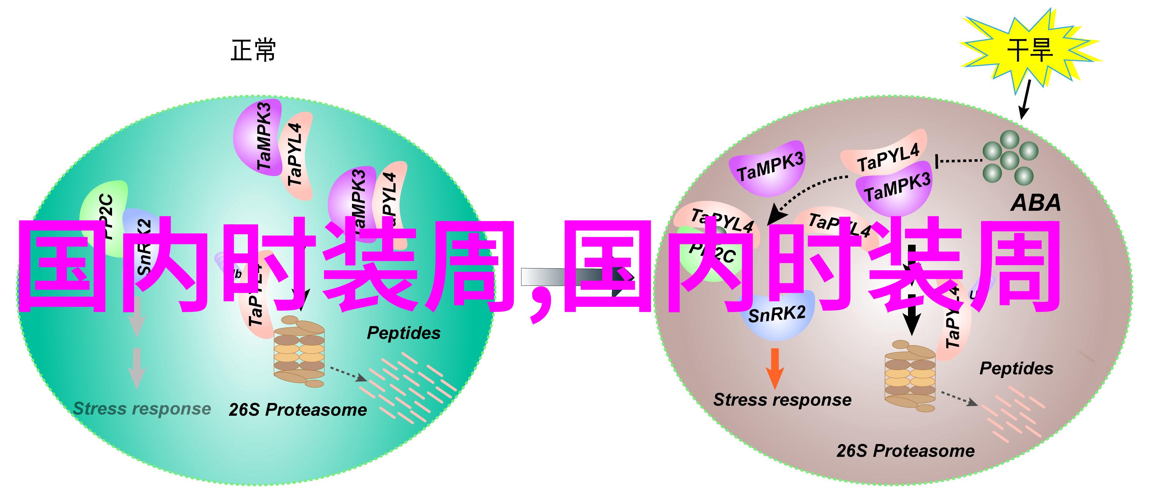 直捲式